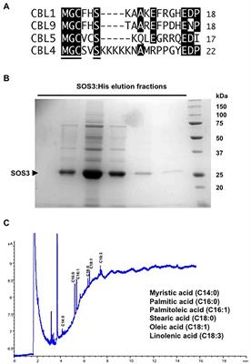 Distinct Roles of N-Terminal Fatty Acid Acylation of the Salinity-Sensor Protein SOS3